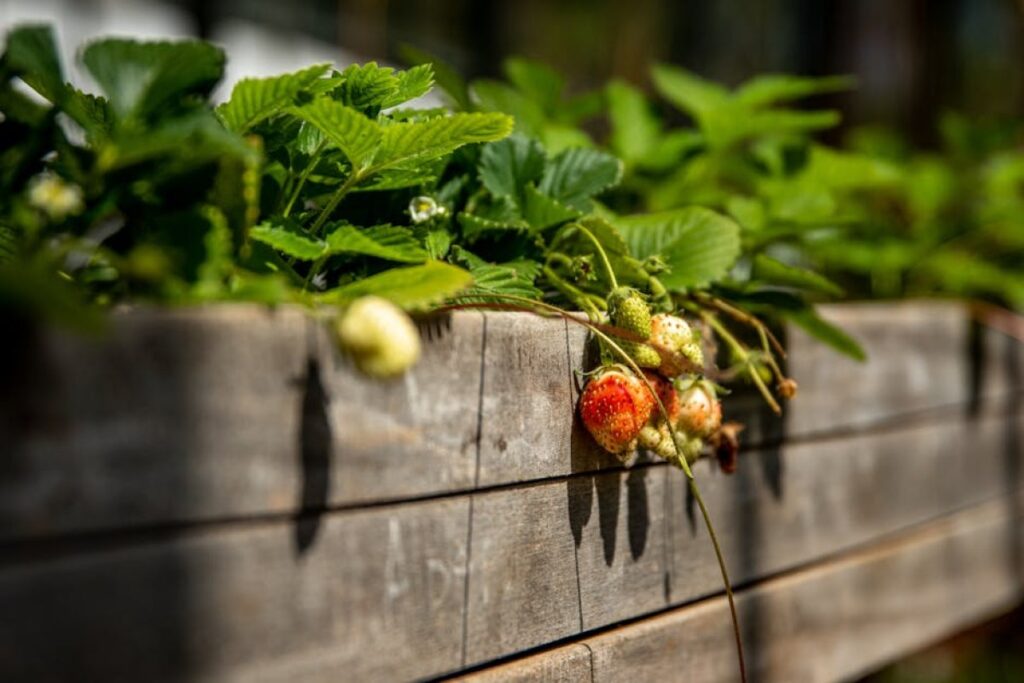 frost damaged strawberries