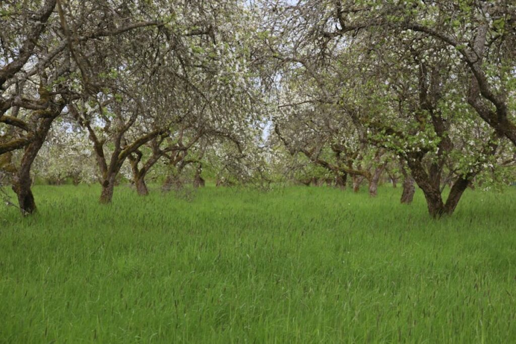 apple orchard