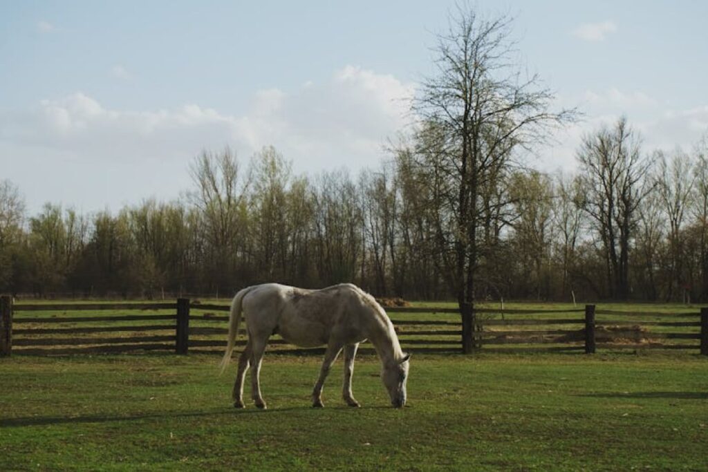 polish countryside farm