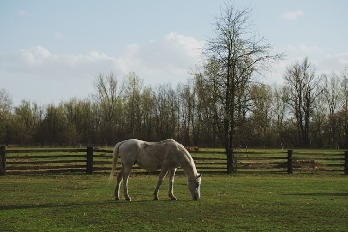 polish countryside farm