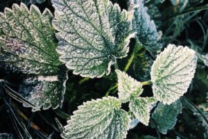 blackcurrant frost damage