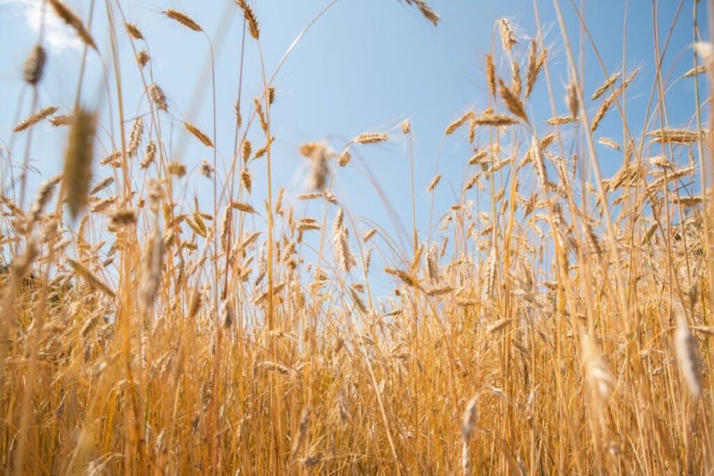 wheat field