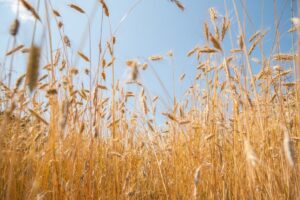 wheat field