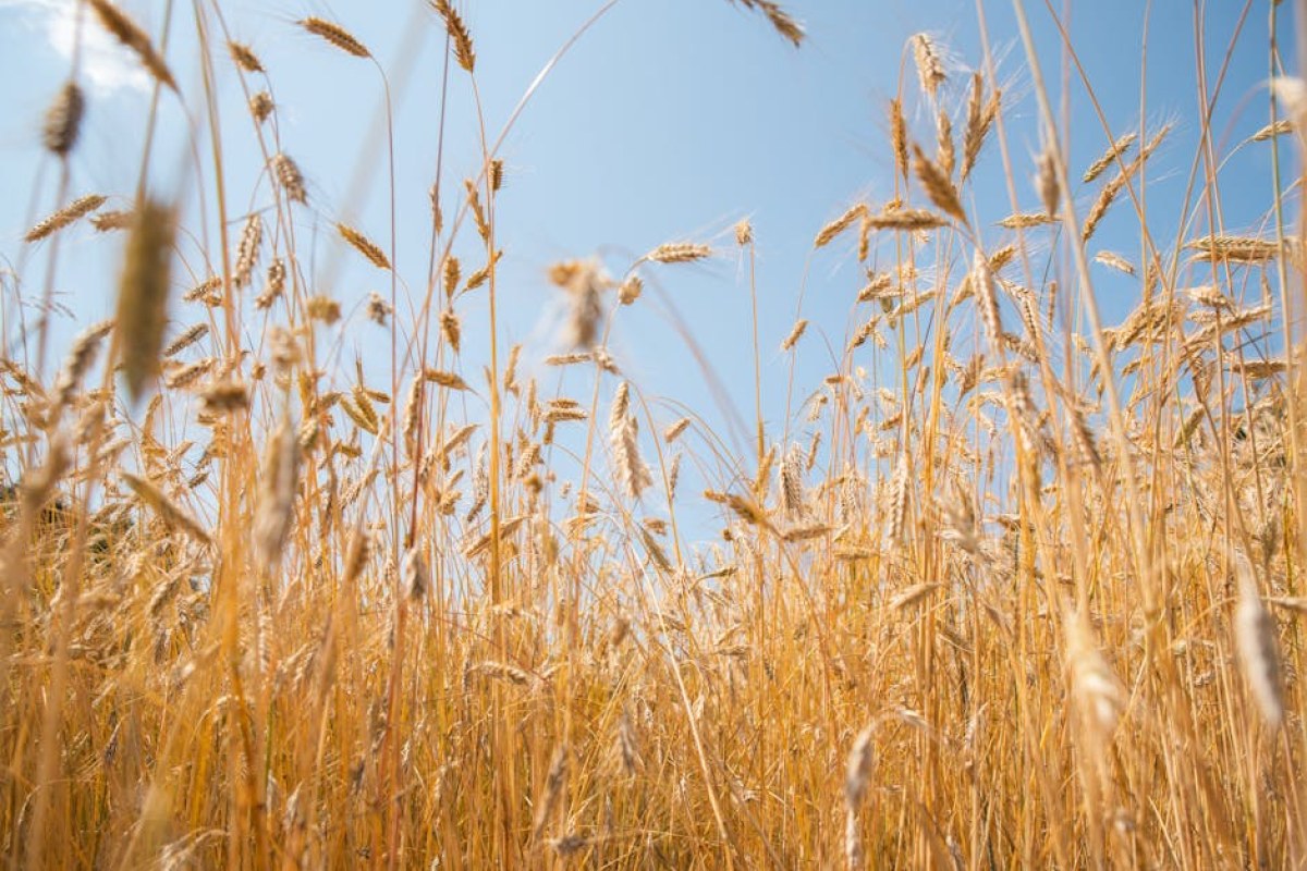 wheat field
