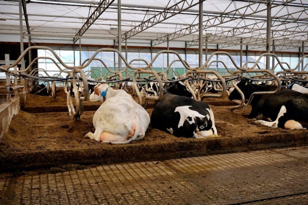 cow mattress