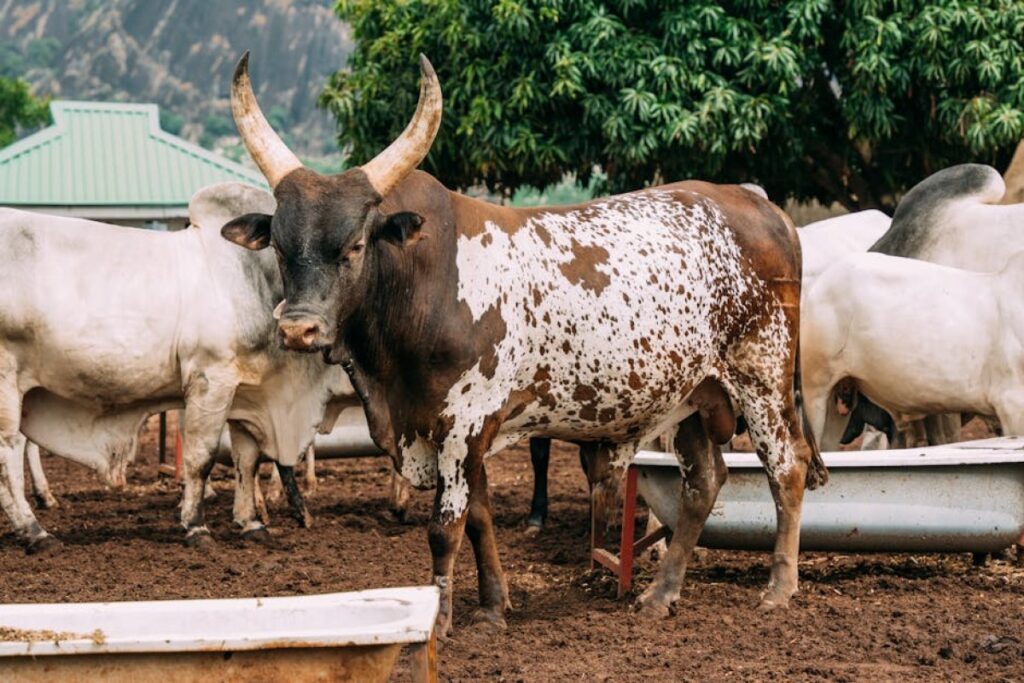 cattle for sale