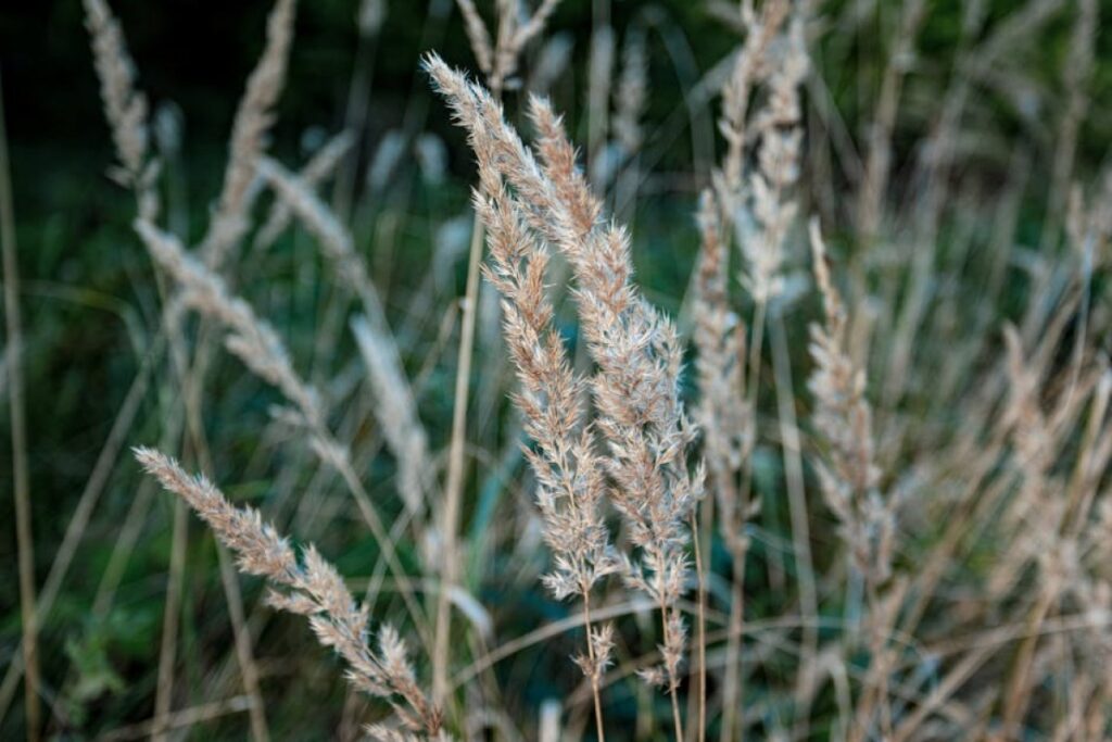 grass seeds mix