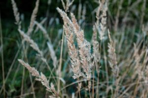 grass seeds mix