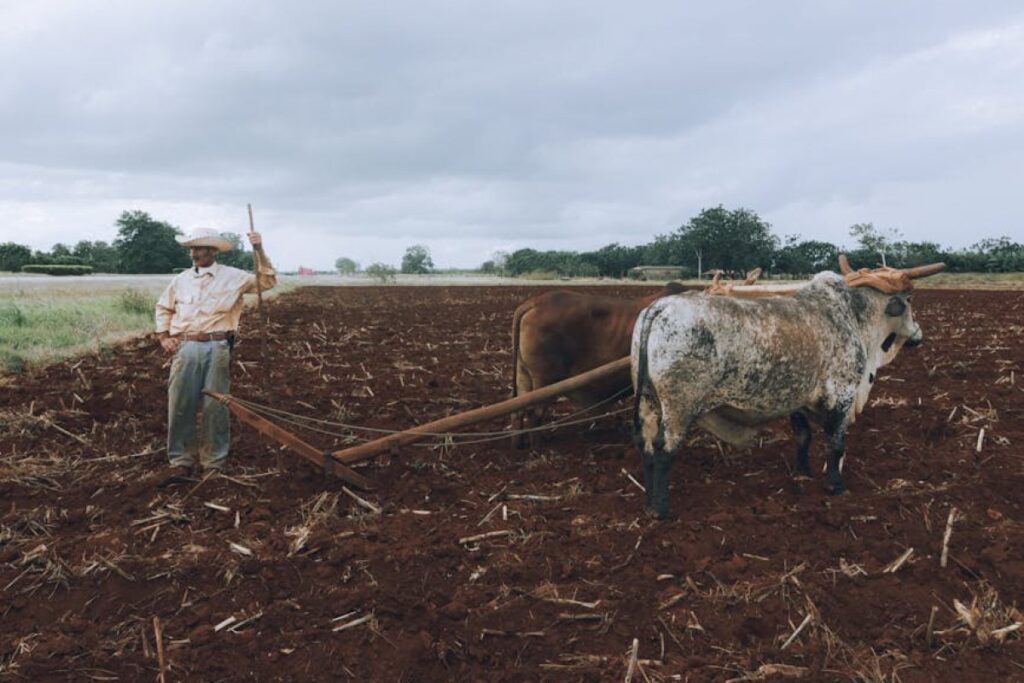 plough Niemeyer