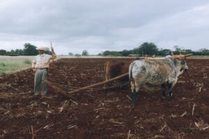plough Niemeyer