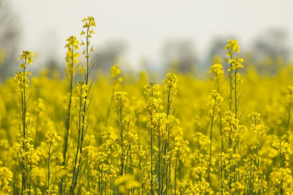 rapeseed header Bizon