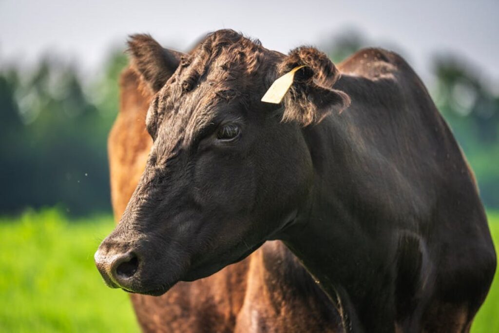 Red Angus bull