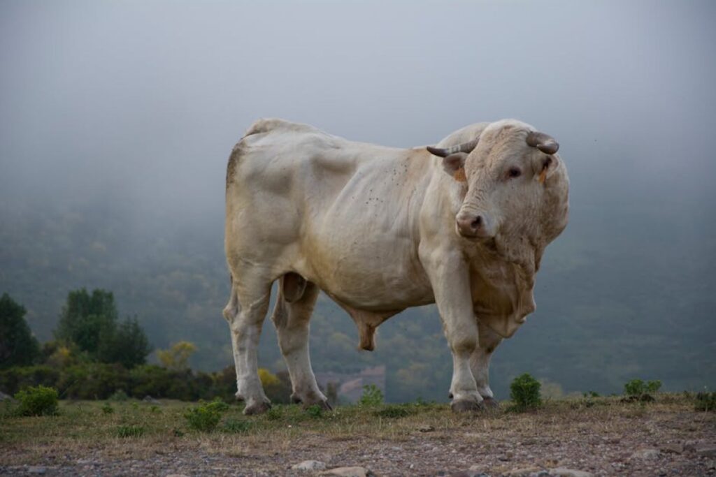 Simmentaler bull