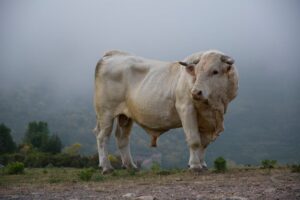 Simmentaler bull