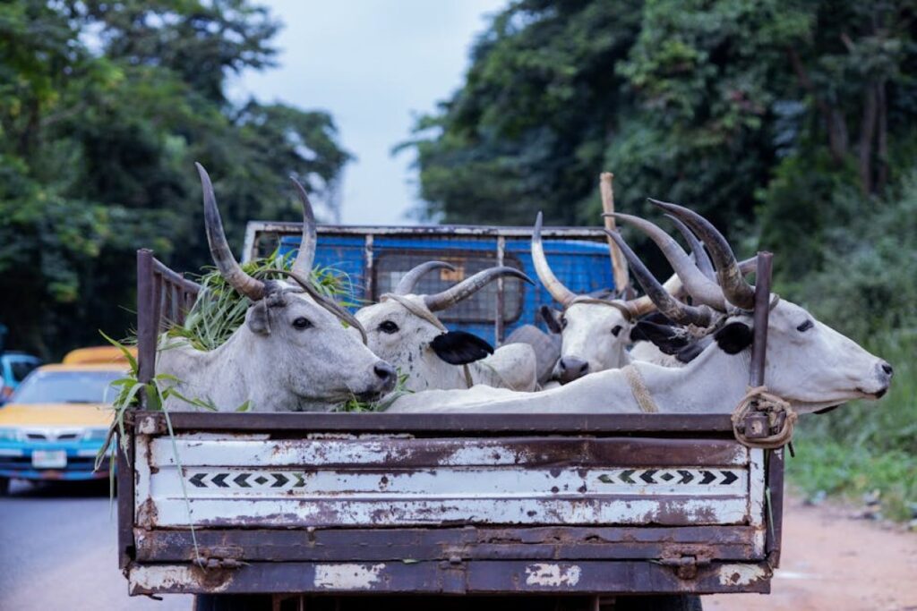 cattle transport truck