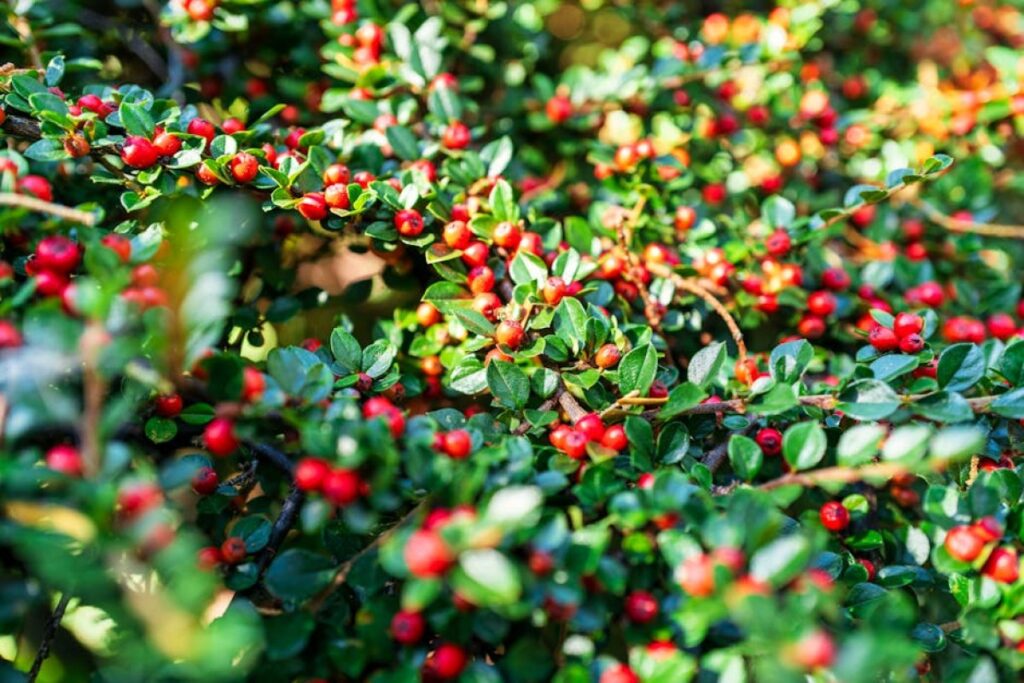 cotoneaster seedlings