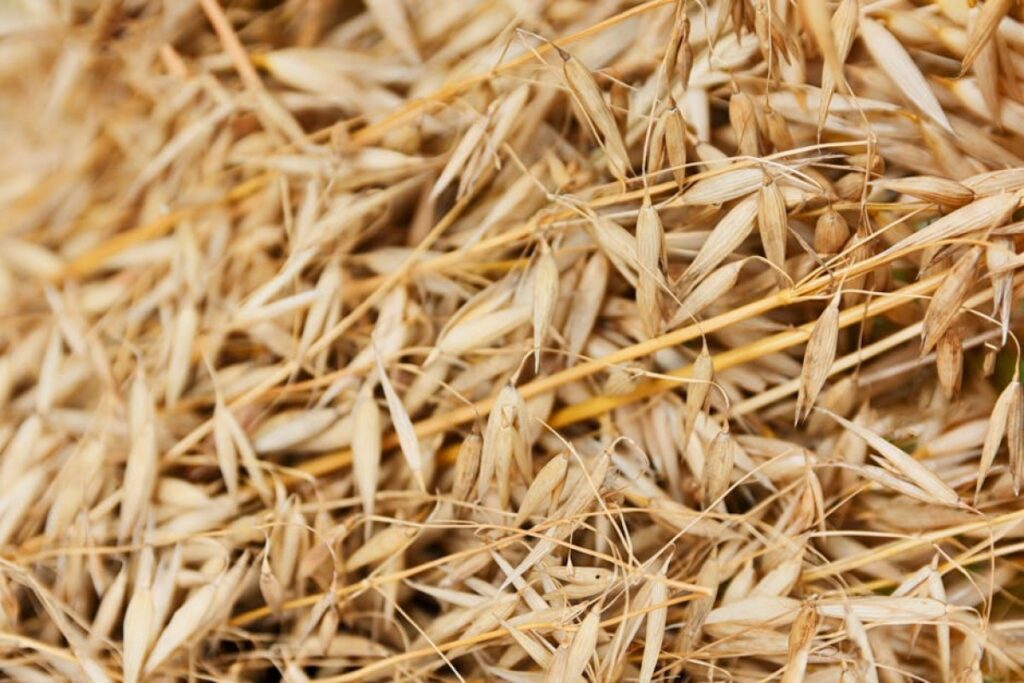 oat seeding