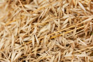 oat seeding