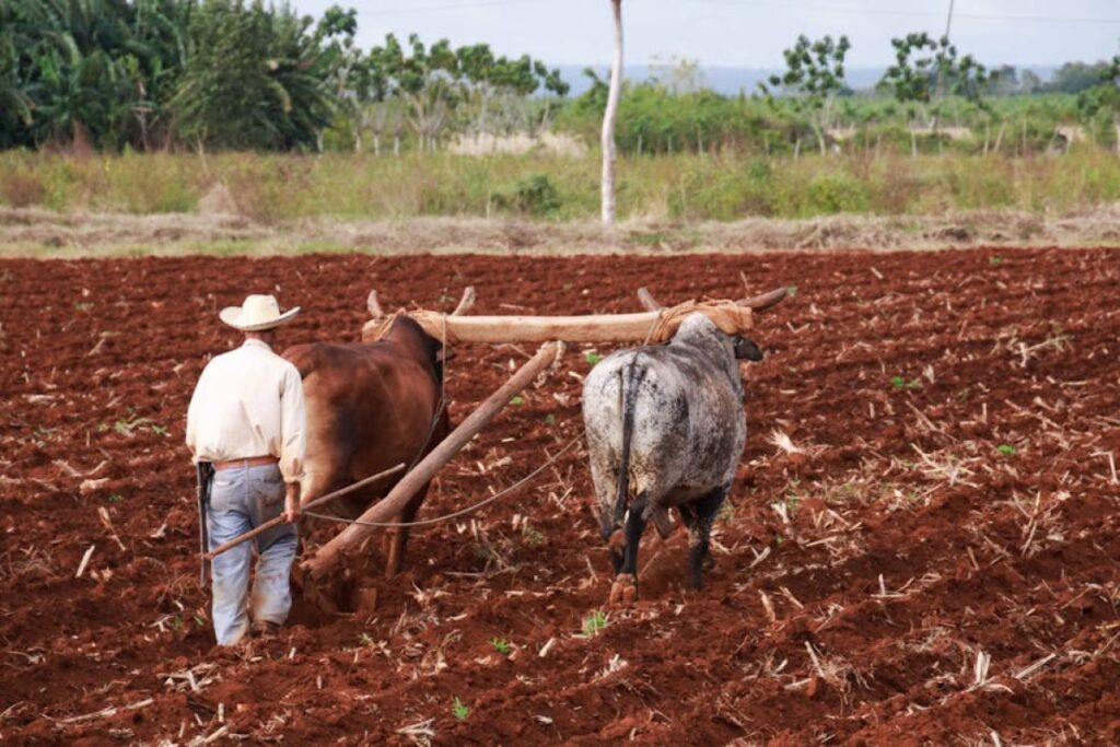 plow agriculture