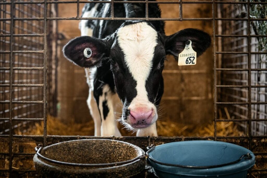 calf hutches