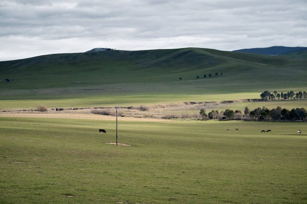Australian cattle farm