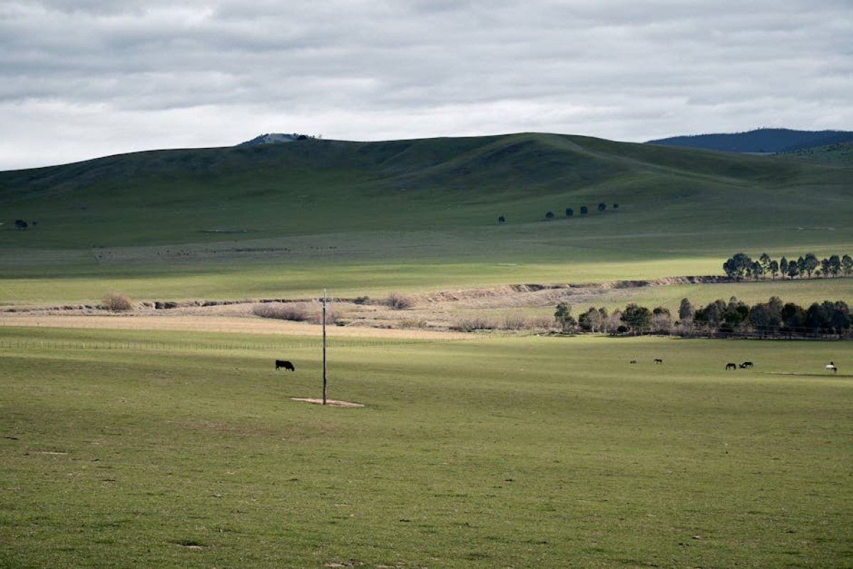 Australian cattle farm