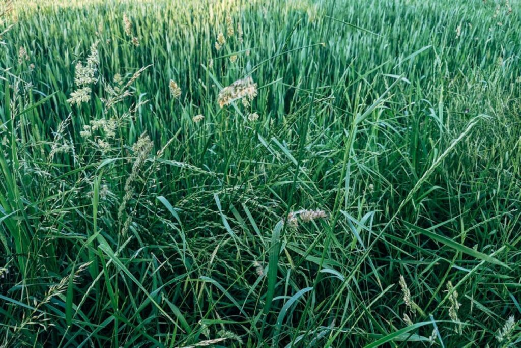 grass mixture