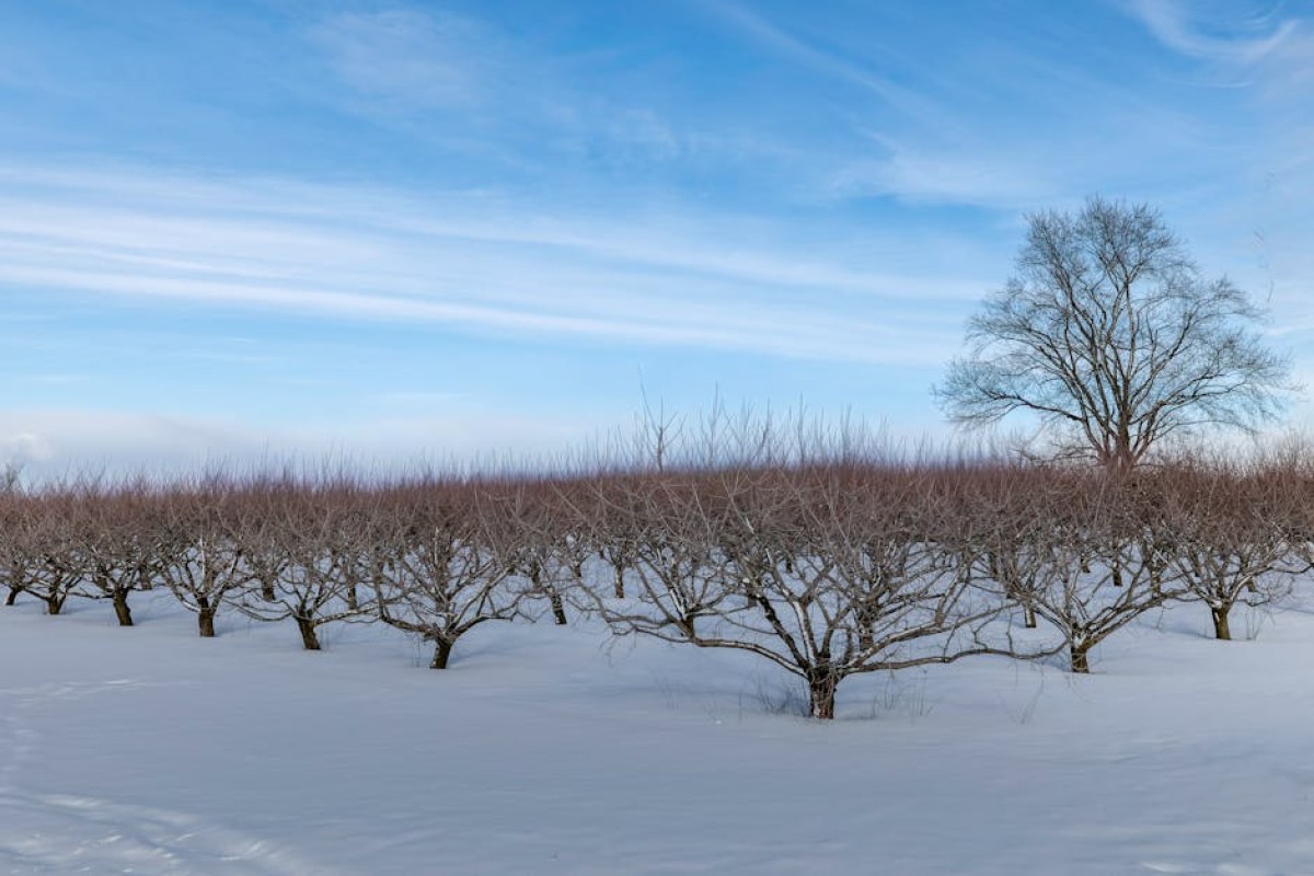 frost damaged orchard