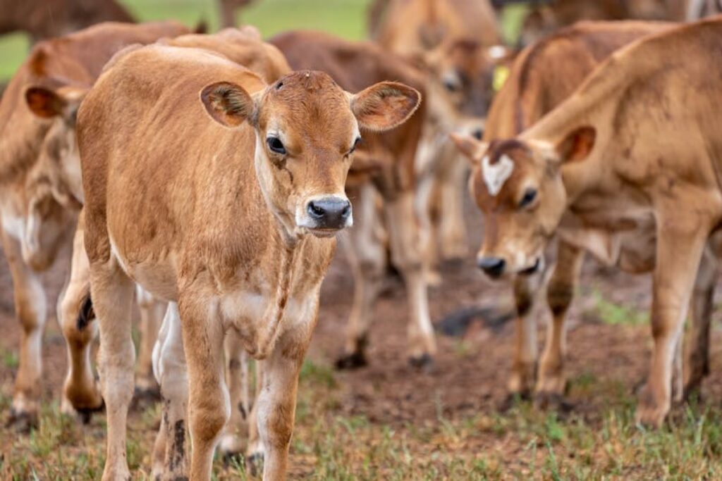 bull calves