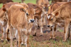 bull calves