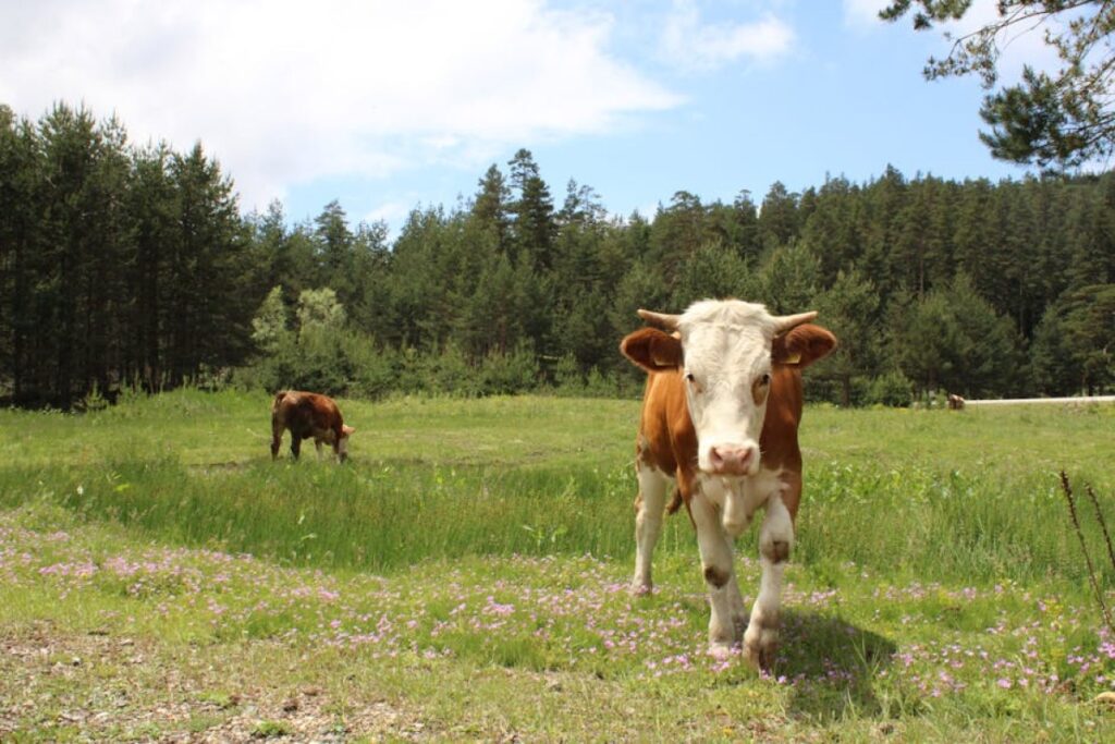 bulls Simental whiteback