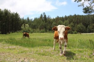 bulls Simental whiteback