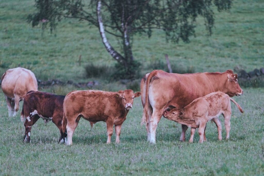 calves