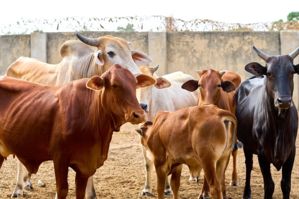 cattle for sale
