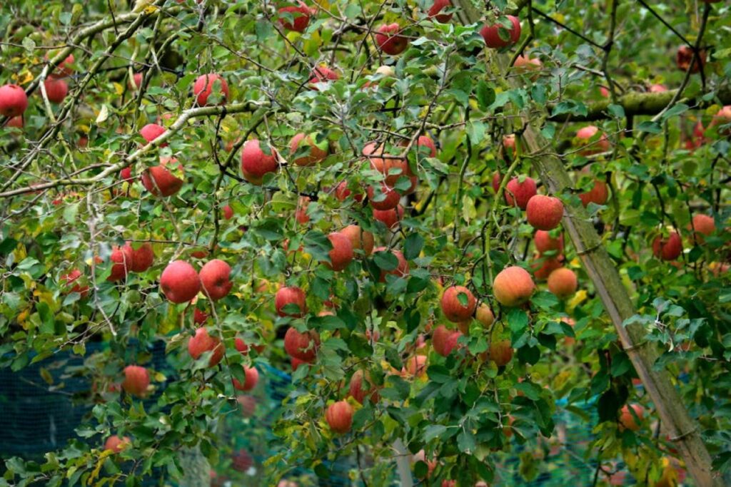 apple orchard frost