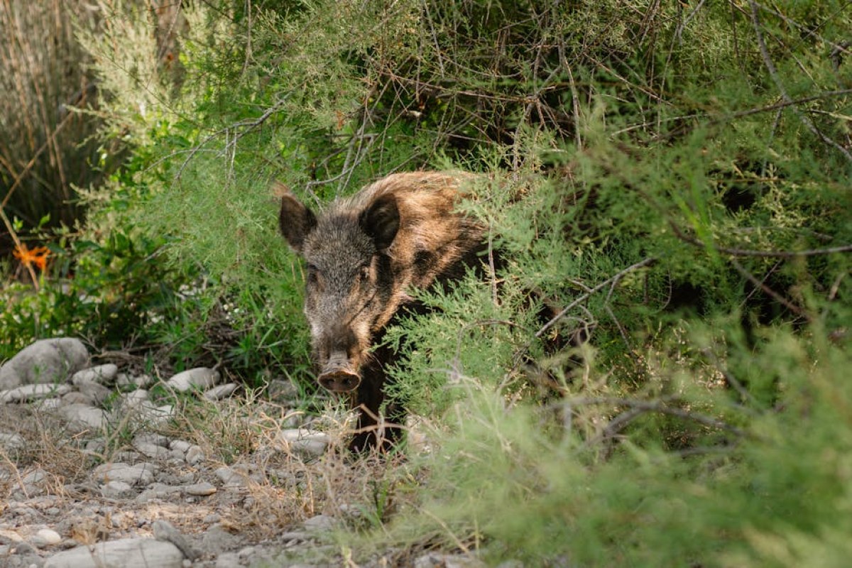 wild boar carcass forest