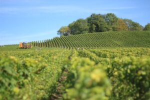 vineyard landscape France
