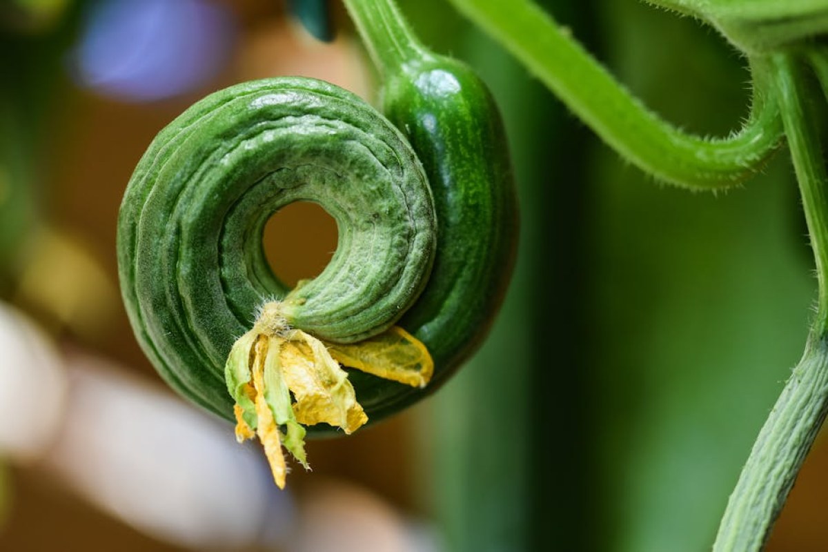 cucumber garden companion planting
