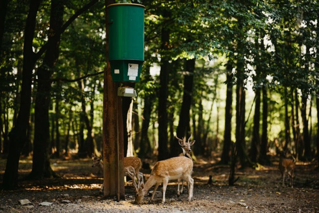 animal feeder