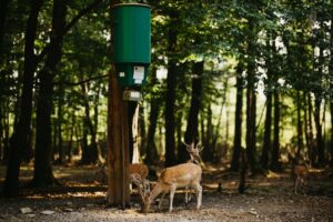 animal feeder