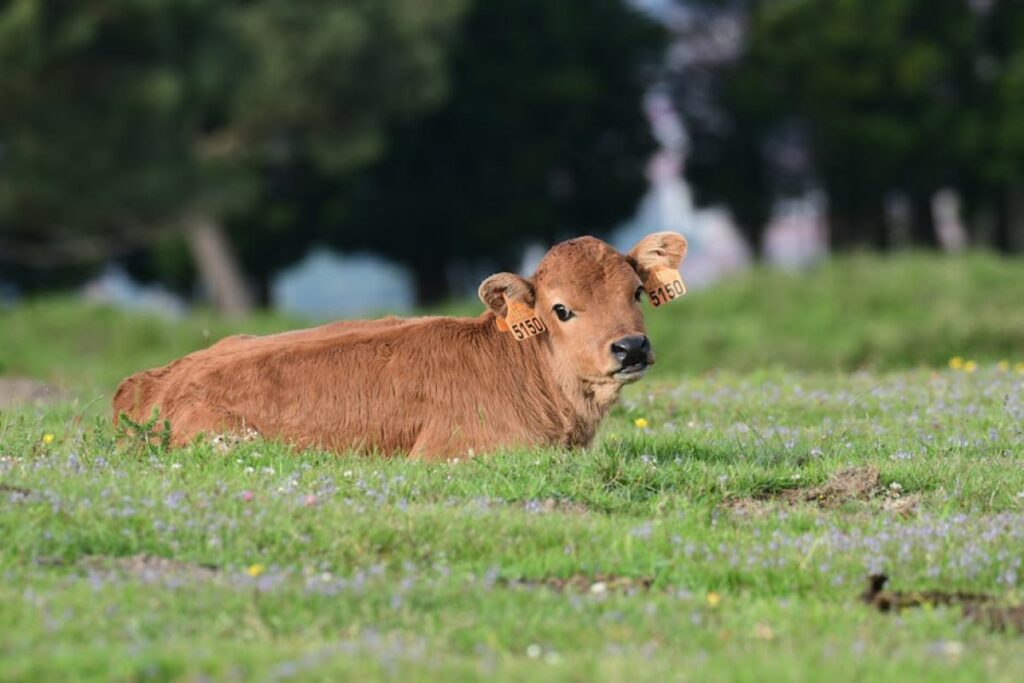 calves for sale