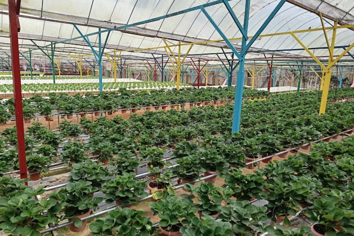 strawberries tunnel greenhouse