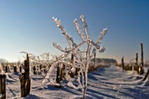 winter crops frost damage