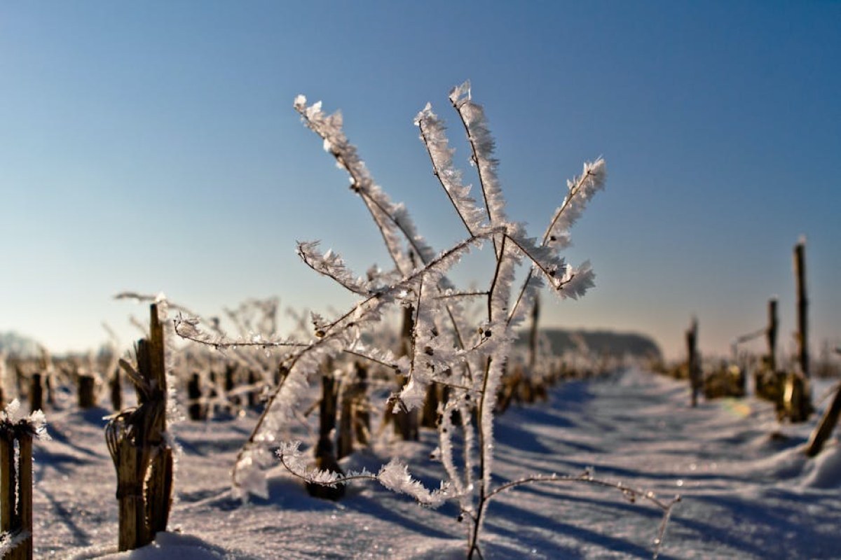 winter crops frost damage