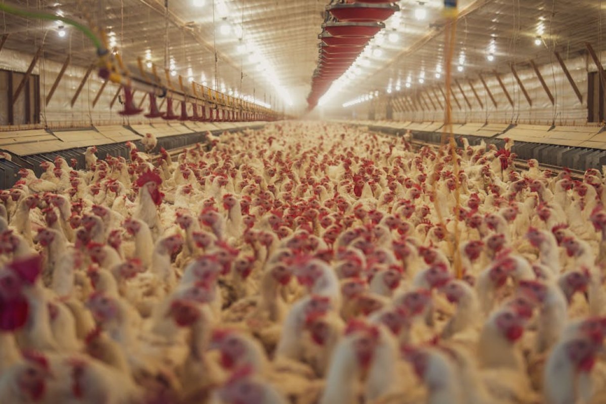 bird flu poultry farm