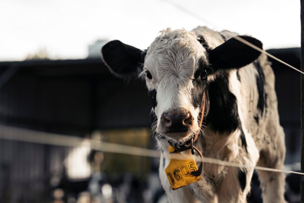 Holstein bull genetics