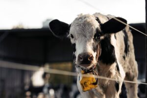 Holstein bull genetics