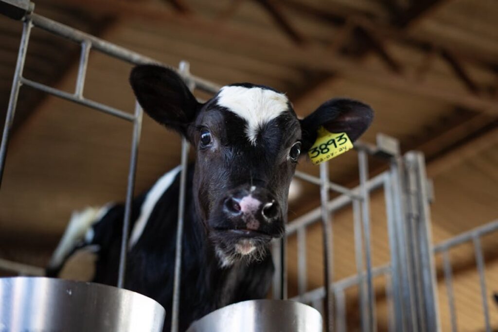 calf hutches