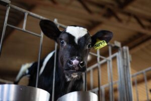 calf hutches