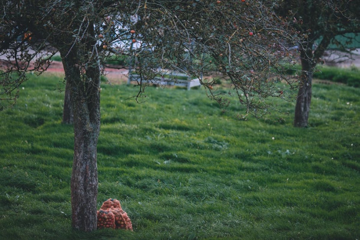 frost damaged apple orchard